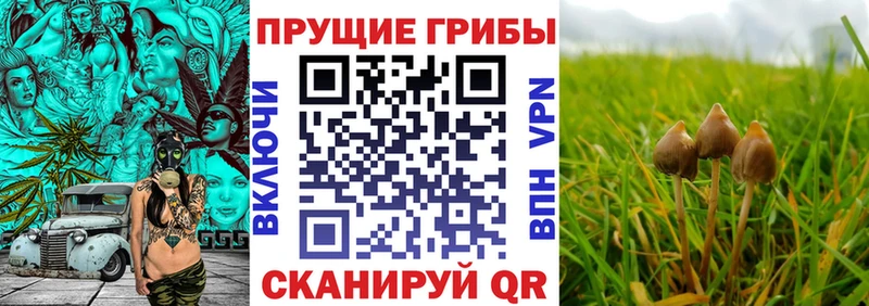МЕГА как зайти  Жердевка  Галлюциногенные грибы Psilocybe 